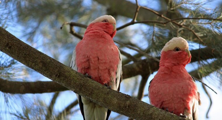 Cockatoos for Sale – Perfect for Bird Lo...