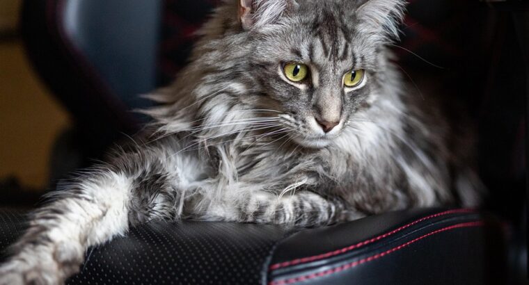 Maine Coon Kittens Available Perfect Family Companions Gorgeous and Affectionate