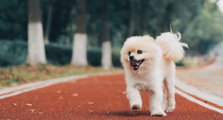 Pomeranian Puppies Available Perfect for Loving Homes