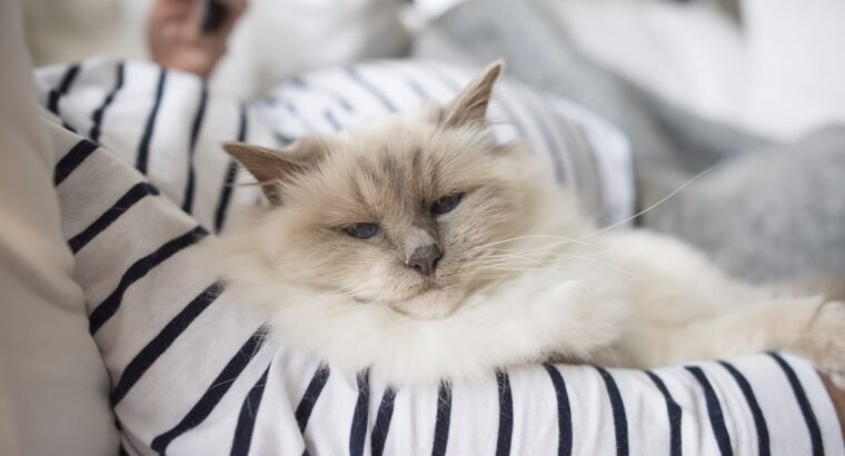 Beautiful Persian Kittens for Adoption