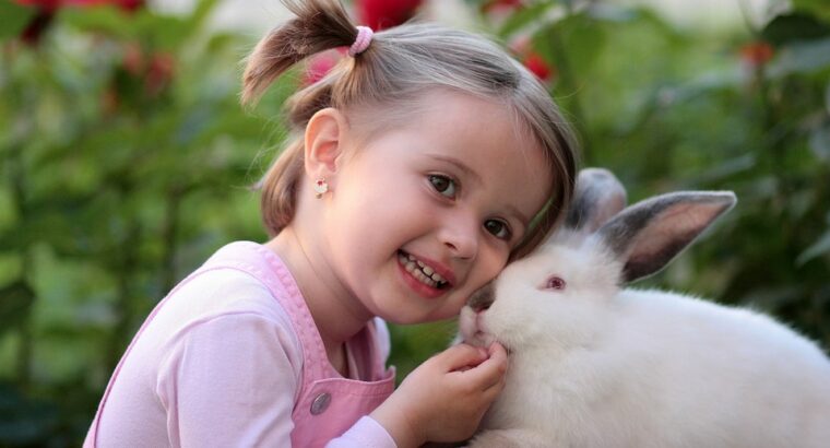 Friendly Rabbits Available for Adoption Perfect Pets for Families and Individuals