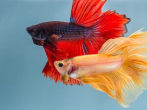 Betta Fish for Sale Perfect for Desktop Aquariums and Ornamental Displays
