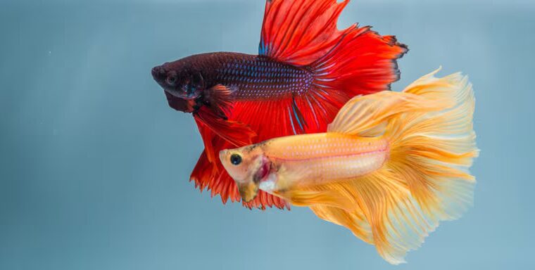 Betta Fish for Sale Perfect for Desktop Aquariums and Ornamental Displays