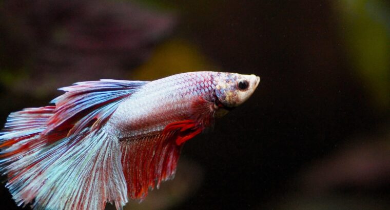 Betta Fish Available for Sale Vibrant and Stunning