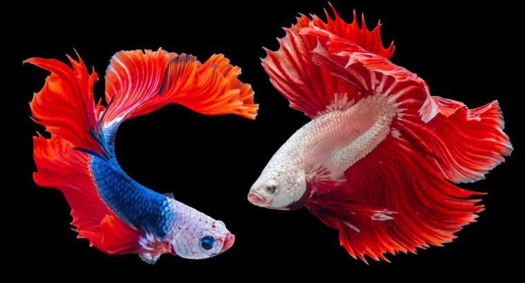 Betta Fish Available for Sale Vibrant and Stunning