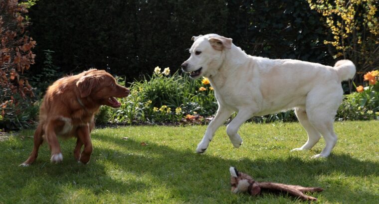 Loyal Labrador Retriever Puppies for Sale Ideal Family Pets