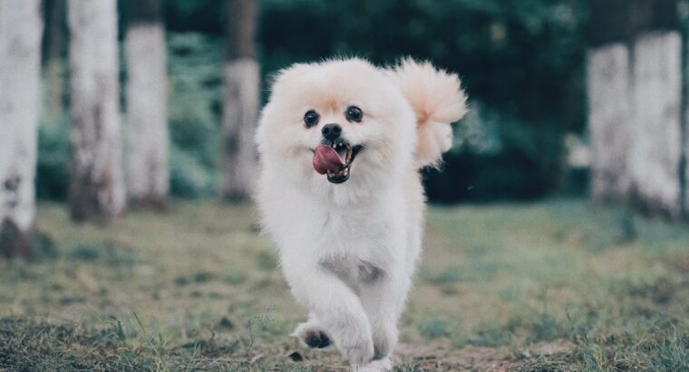 Pomeranian Puppies Available Perfect for Loving Homes