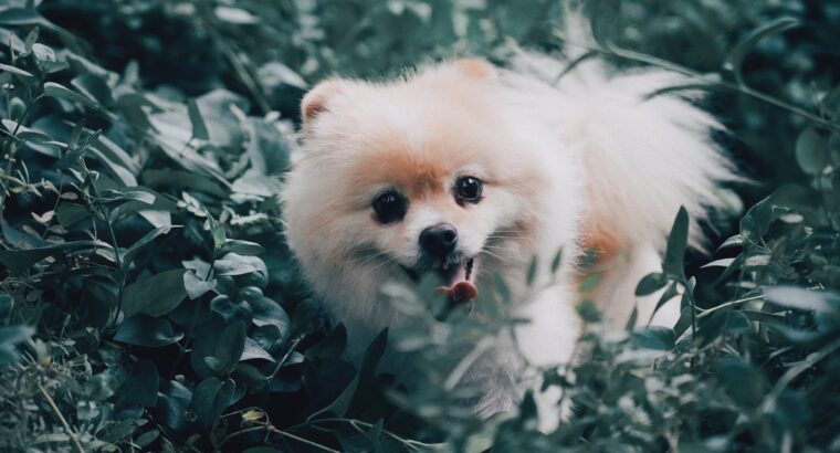 Toy Pamerian Available Intelligent, Playful, and Hypoallergenic Companions