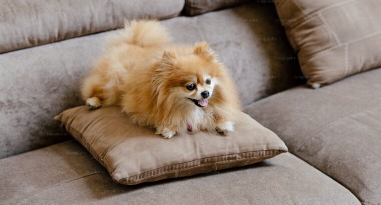 Toy Pamerian Available Intelligent, Playful, and Hypoallergenic Companions