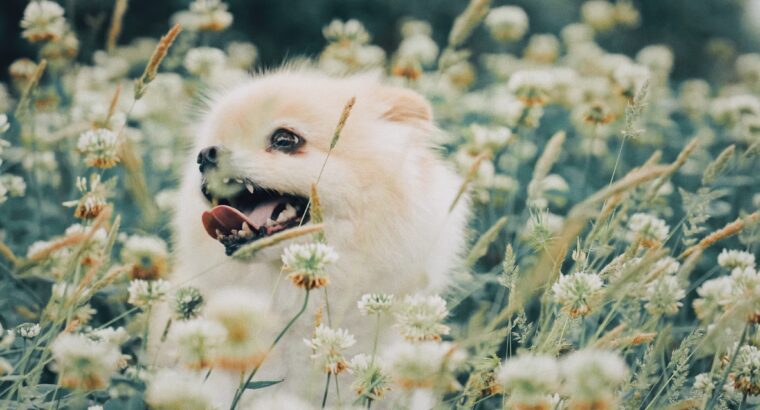 Pomeranian Puppies Available Perfect for Loving Homes