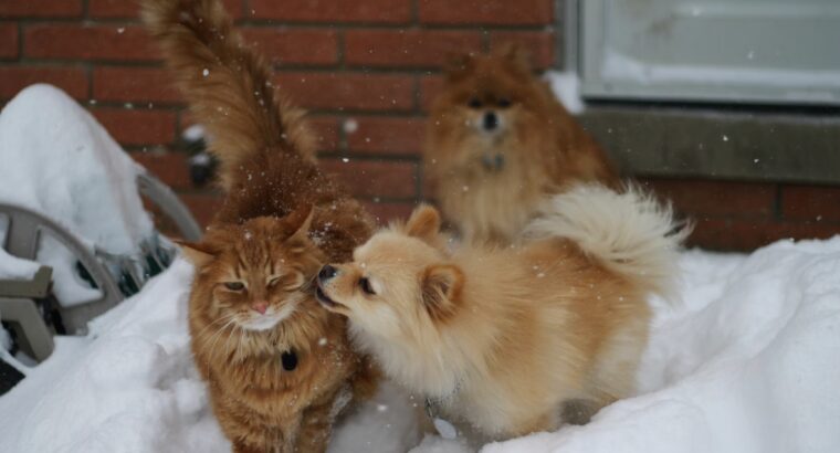 Toy Pamerian Available Intelligent, Playful, and Hypoallergenic Companions
