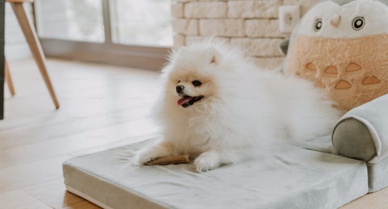 Pomeranian Puppies Available Perfect for Loving Homes