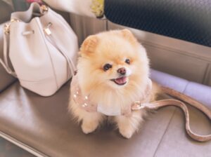 Toy Pamerian Available Intelligent, Playful, and Hypoallergenic Companions