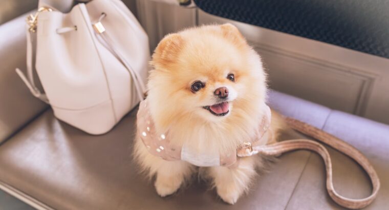 Toy Pamerian Available Intelligent, Playful, and Hypoallergenic Companions