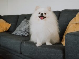 Pomeranian Puppies Available Perfect for Loving Homes
