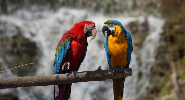 Talkative Parrots for Sale Intelligent a...